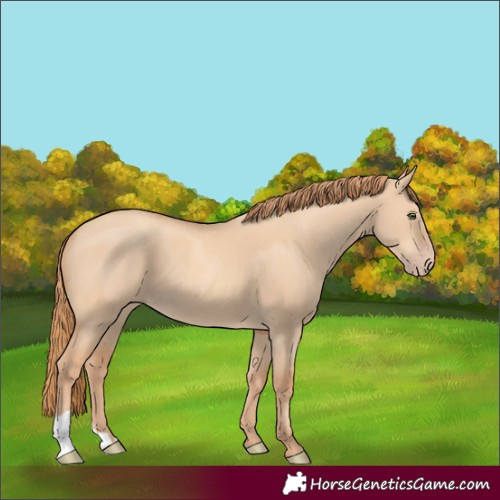 Horse Color:Gold Champagne Dun
