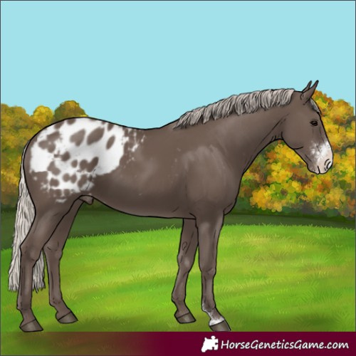 Horse Color:Silver Black Sabino Appaloosa 
