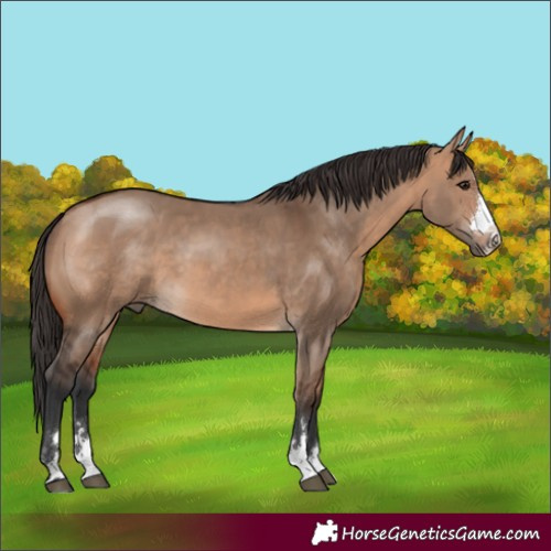 Horse Color:Bay Dun 