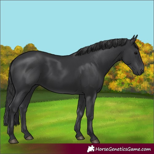 Horse Color:Black