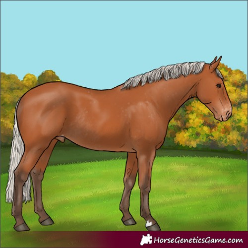 Horse Color:Silver Bay Appaloosa Rabicano