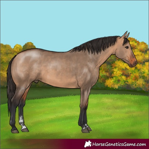 Horse Color:Bay Dun 