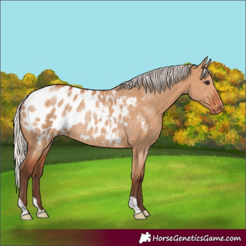 Horse Color:Silver Bay Dun Appaloosa Rabicano