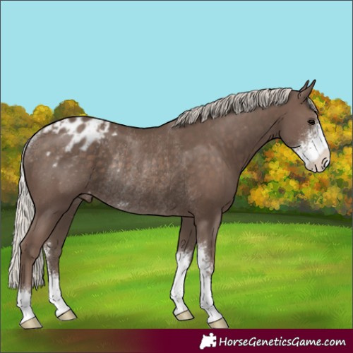 Horse Color:Silver Black Sabino Appaloosa Rabicano