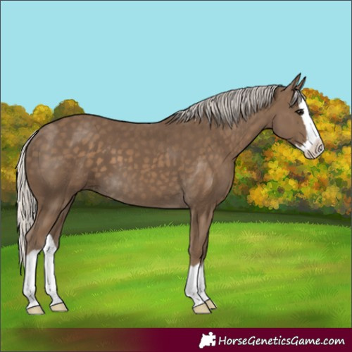 Horse Color:Silver Smoky Black Splash 