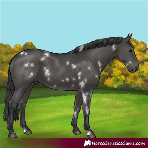 Horse Color:White Spotted Black