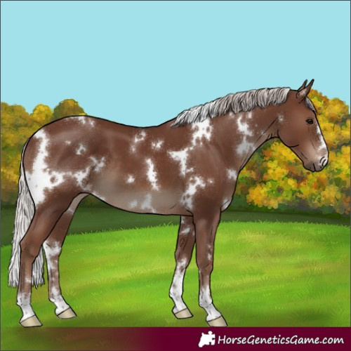 Horse Color:White Spotted Silver Black