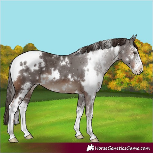 Horse Color:White Spotted Liver Chestnut Sabino 