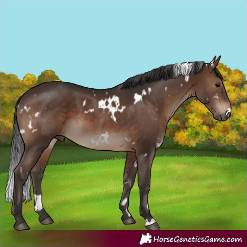 Horse Color:White Spotted Brown