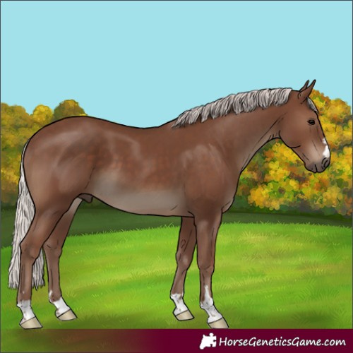 Horse Color:Silver Black