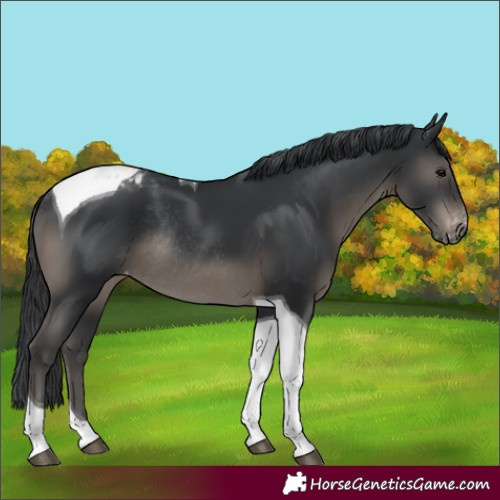 Horse Color:Black Tobiano Appaloosa Rabicano 