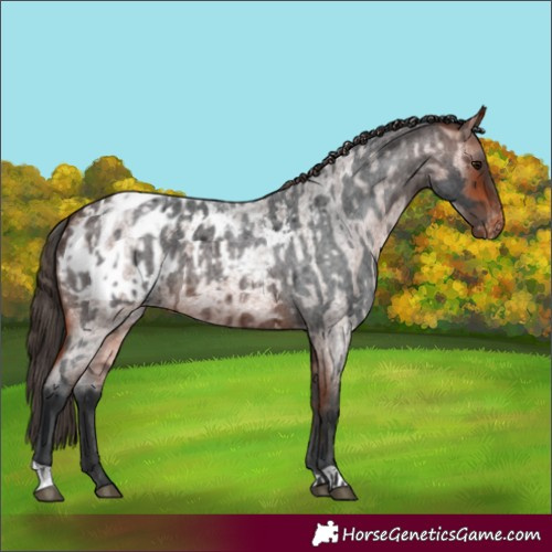 Horse Color:Unknown 