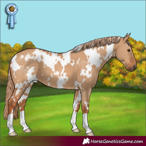 Horse Color:White Spotted Red Dun 