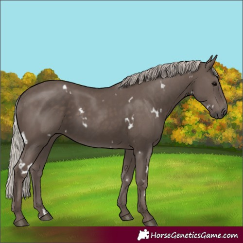 Horse Color:White Spotted Silver Black 