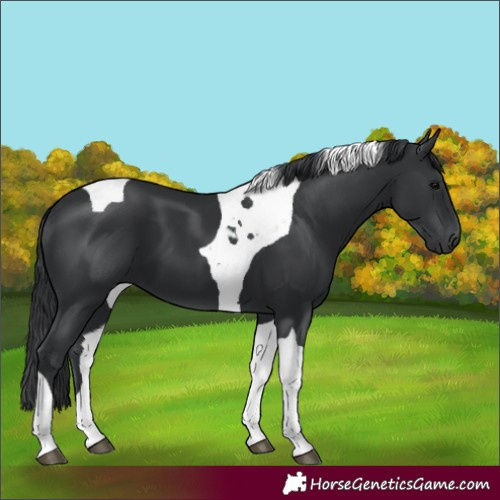 Horse Color:Black Tobiano