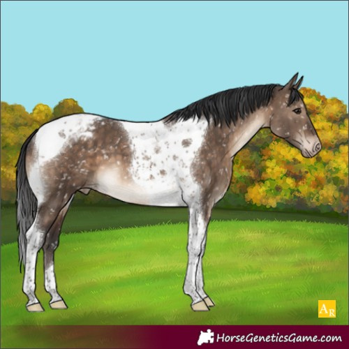 Horse Color:Brown Dun Tobiano Appaloosa Brindle 