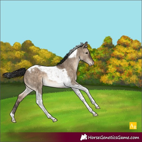 Horse Color:Brown Dun Tobiano Appaloosa Brindle