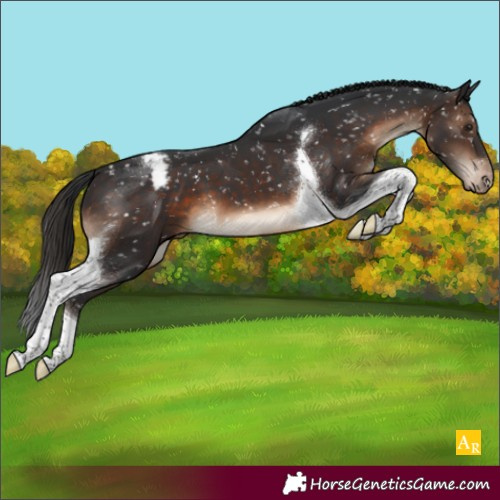 Horse Color:Brown Tobiano Appaloosa