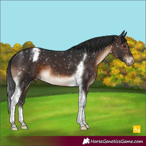 Horse Color:Brown Tobiano Appaloosa 