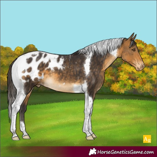 Horse Color:Buckskin Tobiano Appaloosa 