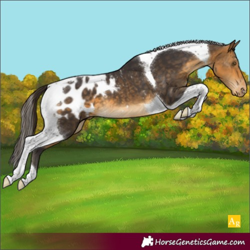 Horse Color:Buckskin Tobiano Appaloosa