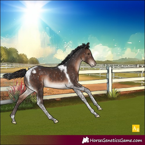 Horse Color:Brown Mushroom Tobiano Appaloosa Rabicano