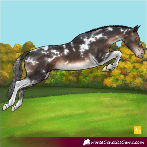 Horse Color:White Spotted Brown Tobiano Appaloosa 