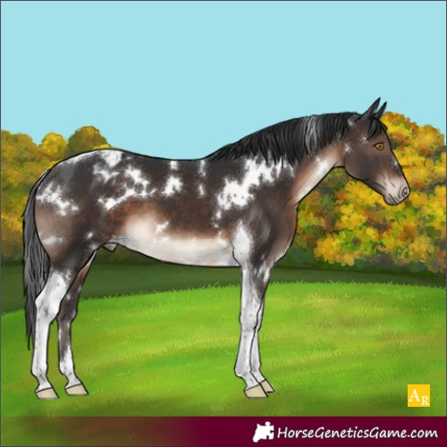 Horse Color:White Spotted Brown Tobiano Appaloosa 