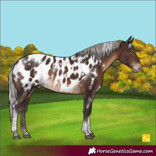 Horse Color:White Spotted Silver Brown Tobiano Appaloosa Rabicano 