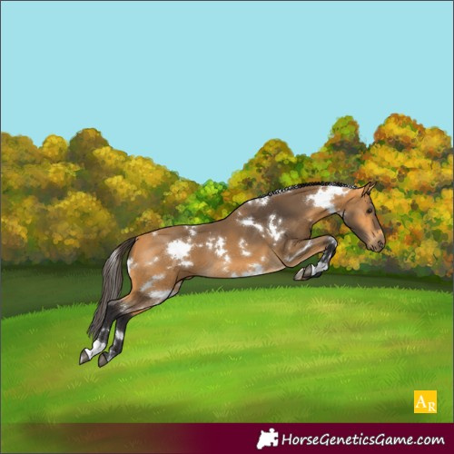 Horse Color:White Spotted Buckskin