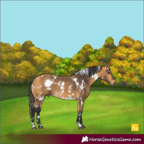 Horse Color:White Spotted Buckskin 