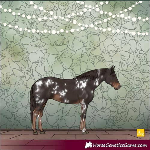 Horse Color:White Spotted Liver Chestnut 