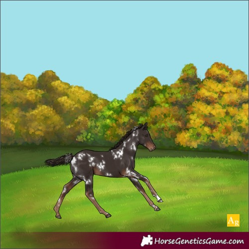Horse Color:White Spotted Liver Chestnut 