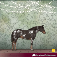 Horse Color:White Spotted Liver Chestnut