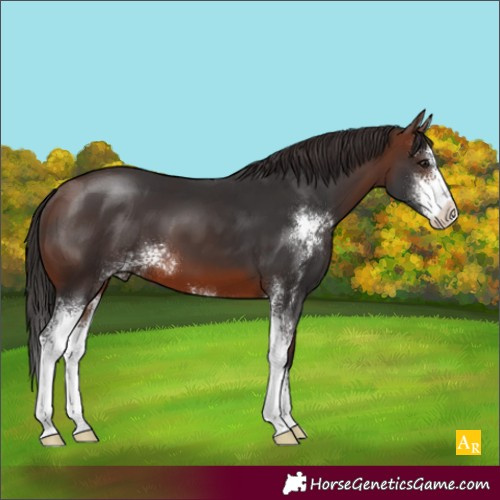Horse Color:Brown Sabino 