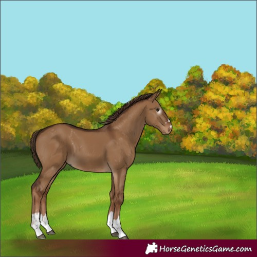 Horse Color:Gray Red Dun 