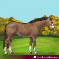 Horse Color:Gray Red Dun 