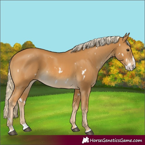 Horse Color:White Spotted Palomino Splash 