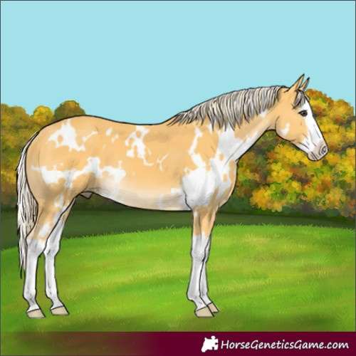 Horse Color:White Spotted Palomino Splash 