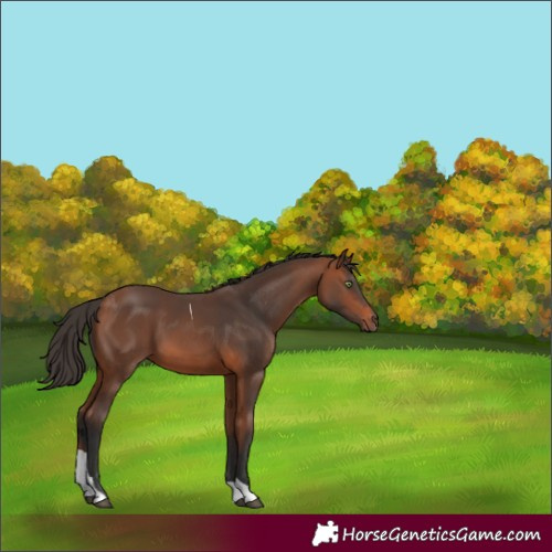 Horse Color:Bay Tobiano 