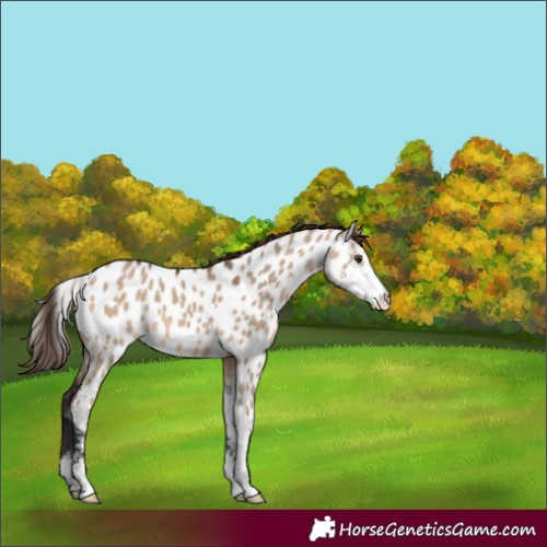 Horse Color:Bay Dun Sabino Appaloosa