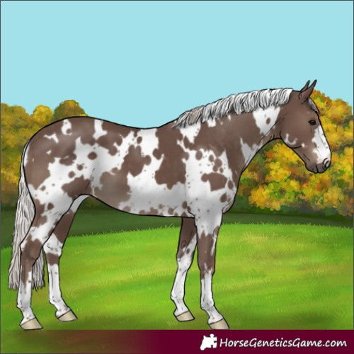 Horse Color:White Spotted Silver Black