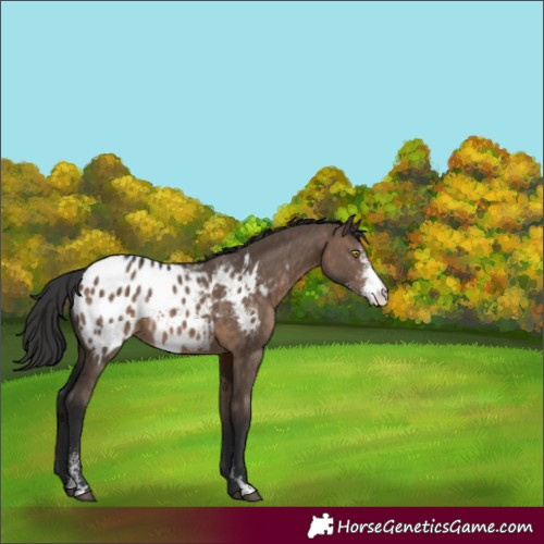 Horse Color:Brown Dun Sabino Appaloosa 