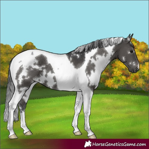 Horse Color:White Spotted Black Tobiano