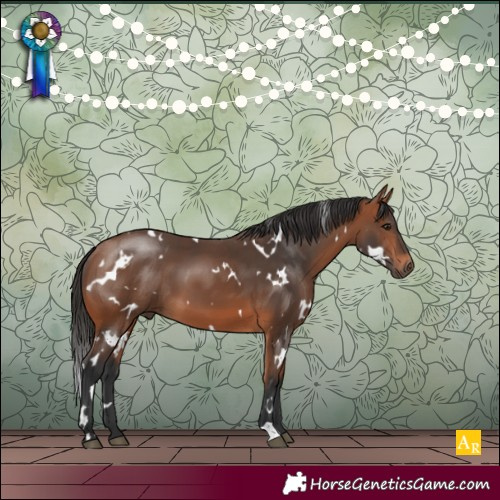 Horse Color:White Spotted Bay