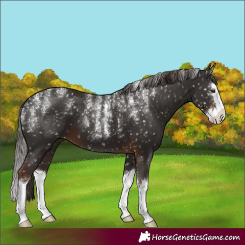 Horse Color:Powder White Liver Chestnut Splash Appaloosa