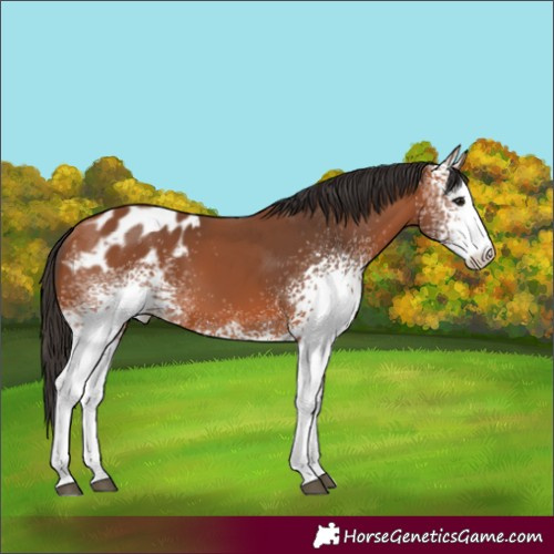 Horse Color:White Spotted Bay Appaloosa