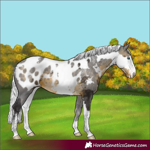 Horse Color:Powder White Silver Buckskin Merle Tobiano Appaloosa 
