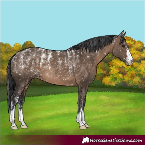 Horse Color:Powder White Brown Dun Appaloosa Rabicano 