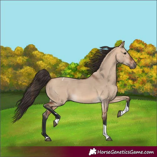 Horse Color:Unknown 